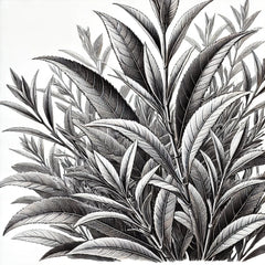 Grüner Rooibos