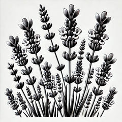 Lavendelblüten