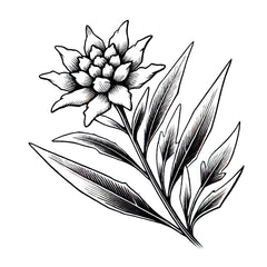 Leontopodium Alpinum Flower/Leaf Extract (Edelweiss)